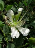 Capparis herbacea. Цветок. Крым, Ялта, Грузпорт. 29 мая 2012 г.