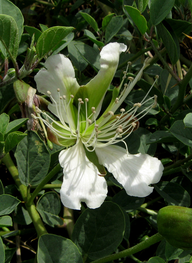 Изображение особи Capparis herbacea.