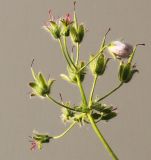 Geranium renardii. Соцветие в разной стадии развития генеративных элементов. Германия, г. Кемпен, в парке. 30.05.2012.
