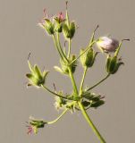 Geranium renardii