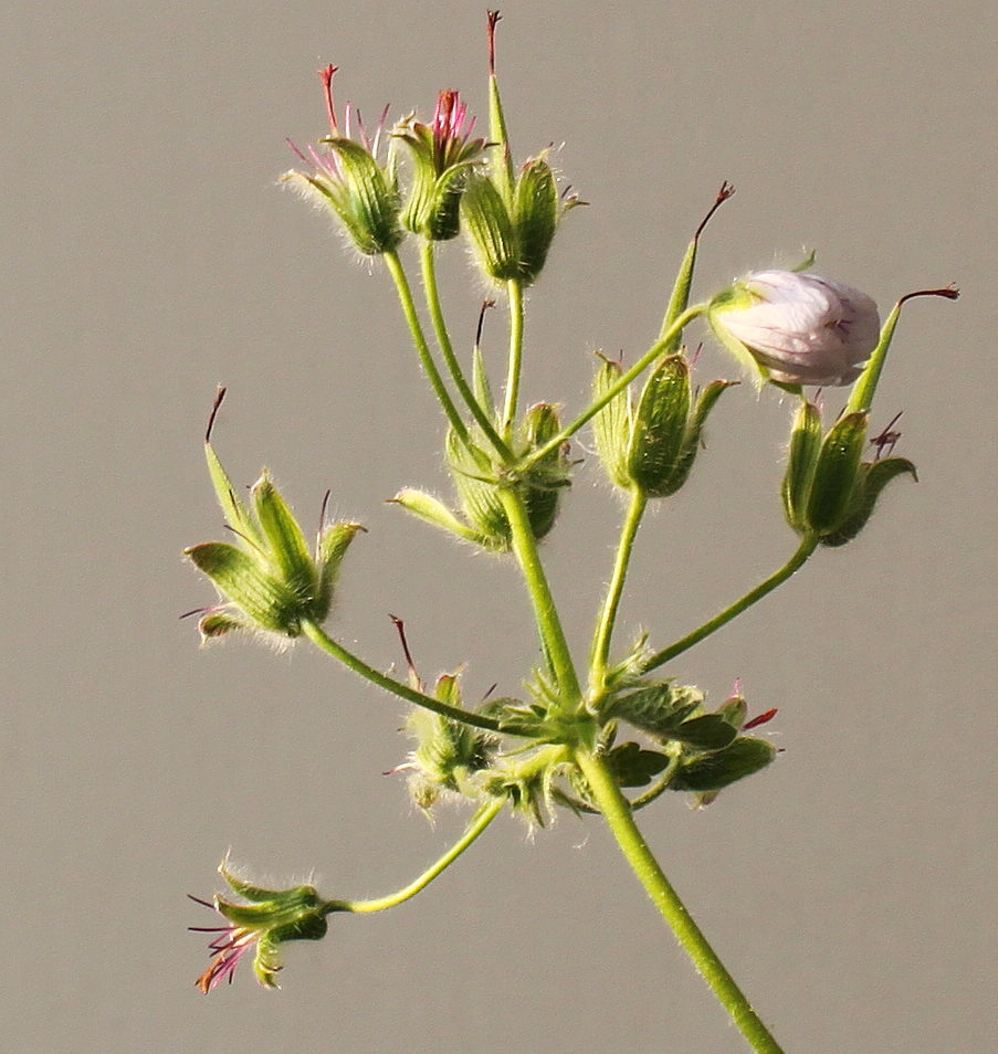 Изображение особи Geranium renardii.