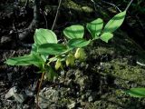 Polygonatum desoulavyi. Цветущее растение. Приморский край, г. Находка, редколесье дуба на гребне. 09.06.2012.