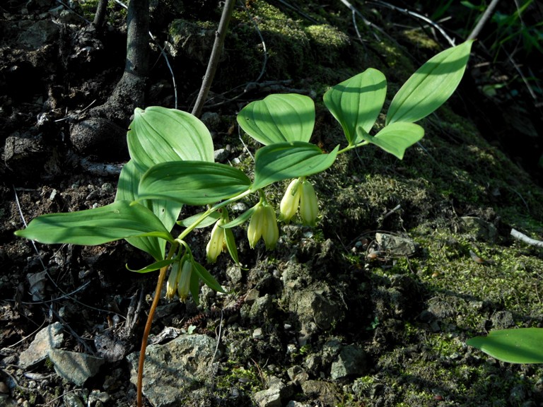 Image of Polygonatum desoulavyi specimen.