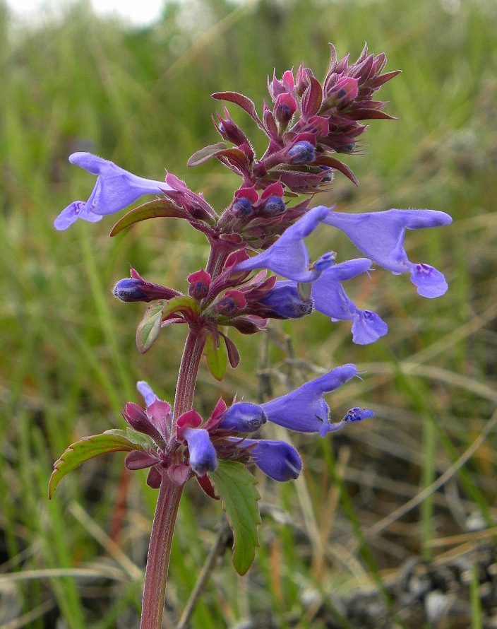 Image of Dracocephalum nutans specimen.