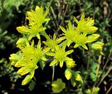 Sedum reflexum