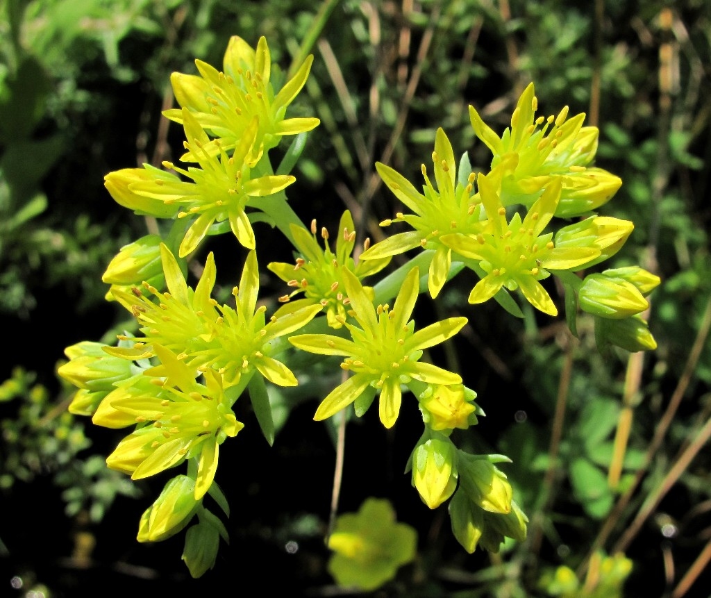 Изображение особи Sedum reflexum.