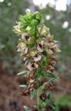 Epipactis helleborine. Верхняя часть укороченного и засыхающего от недостатка влаги соцветия. Крым, южный берег, окр. Мисхора, сосновый лес. 30 июня 2012 г.