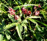 Comarum palustre