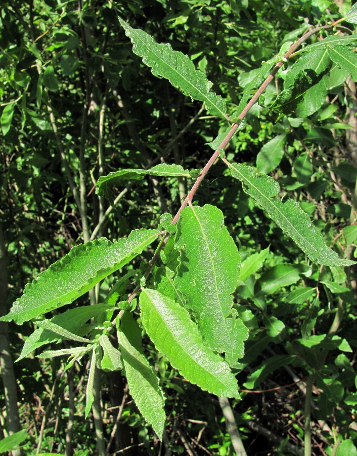 Image of Salix × schaburovii specimen.