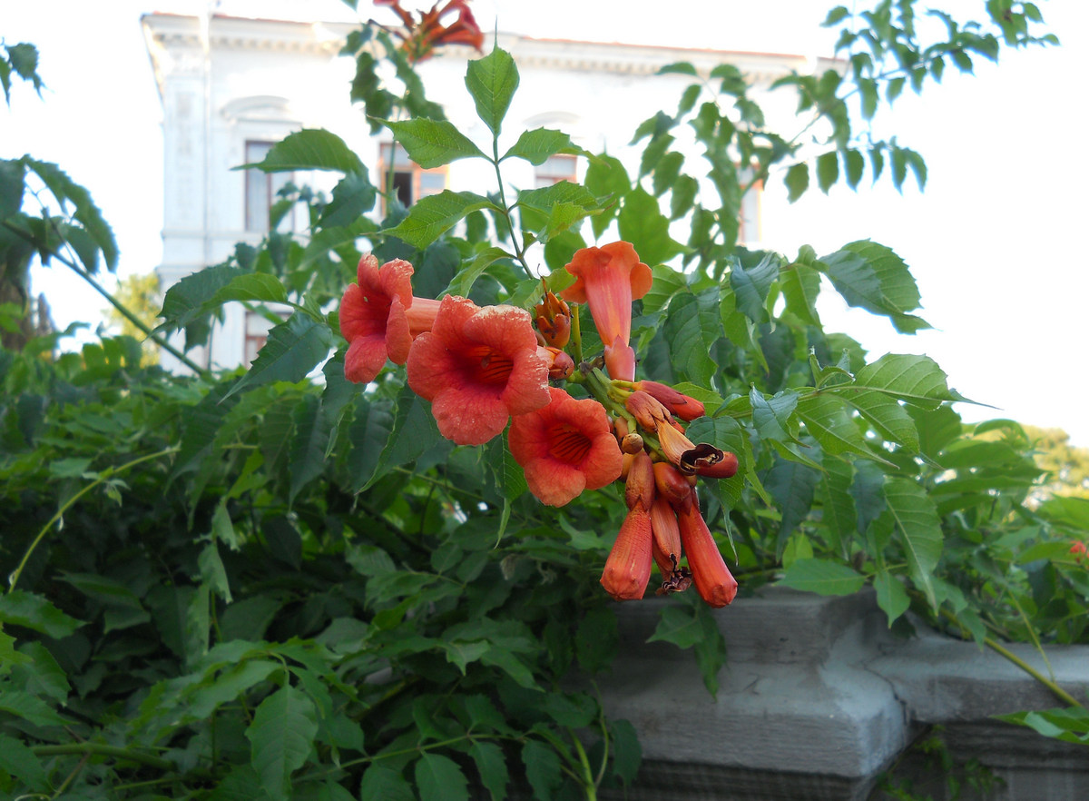 Изображение особи Campsis radicans.