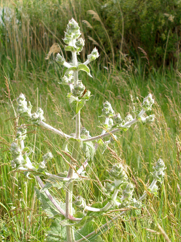 Image of Salvia aethiopis specimen.