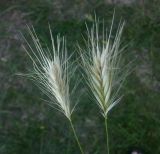 Hordeum leporinum. Соплодия. Украина, г Одесса, морское побережье. 17.06.2012.