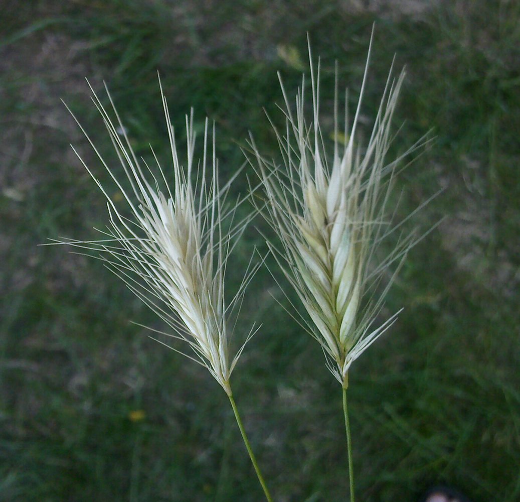 Изображение особи Hordeum leporinum.