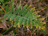 Pyrethrum corymbosum. Лист длиной около 10 см в нижней части стебля. Киев, молодая сосновая посадка в Святошинском лесу, 13 июня 2008 г.