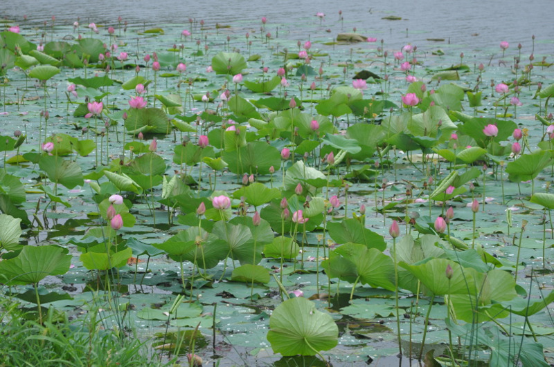 Изображение особи Nelumbo komarovii.