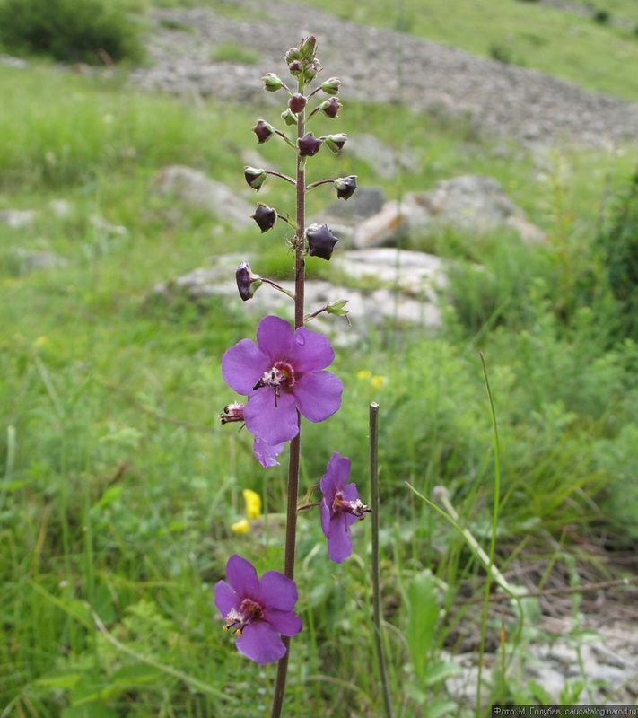 Изображение особи Verbascum phoeniceum.