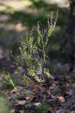 Calluna vulgaris