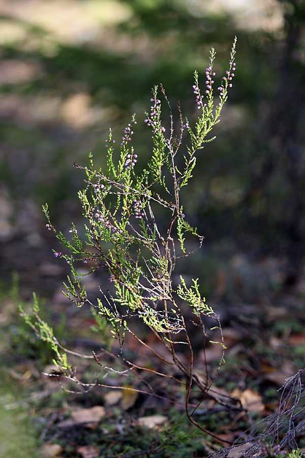 Изображение особи Calluna vulgaris.