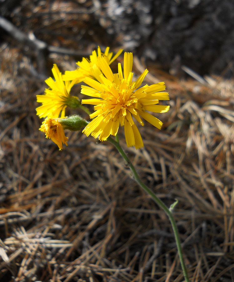 Изображение особи род Hieracium.