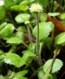 Leptinella rotundata