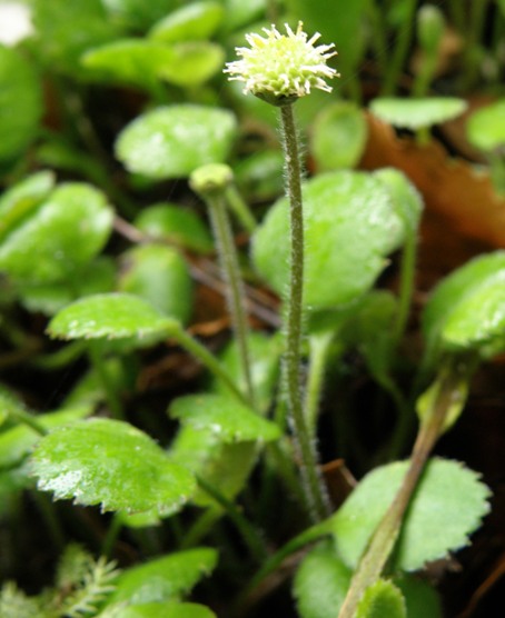 Image of Leptinella rotundata specimen.