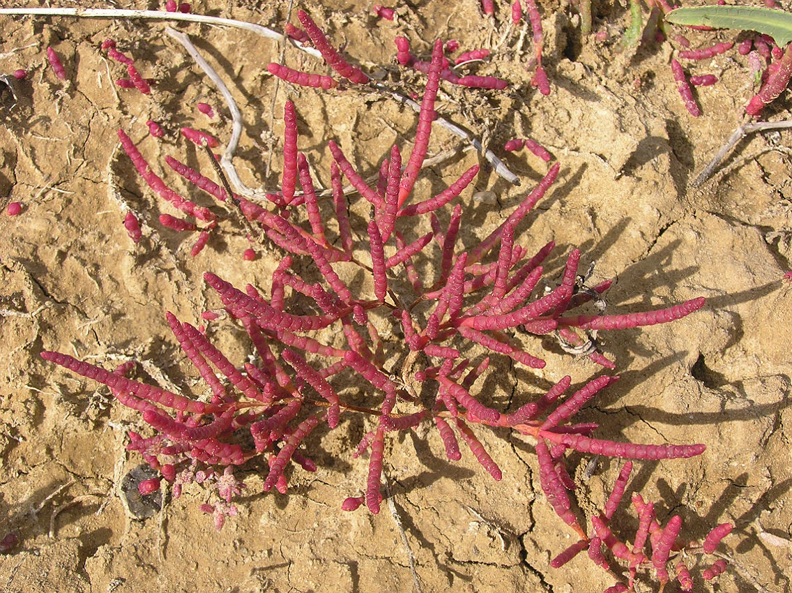 Изображение особи Salicornia perennans.
