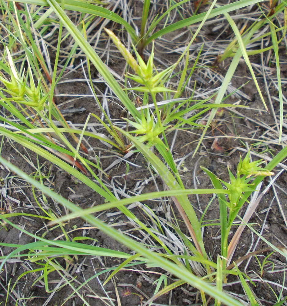 Image of Carex dolichocarpa specimen.