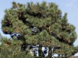 Pinus nigra. Крона взрослого дерева. Германия, г. Кемпен, в частном саду. 19.10.2012.