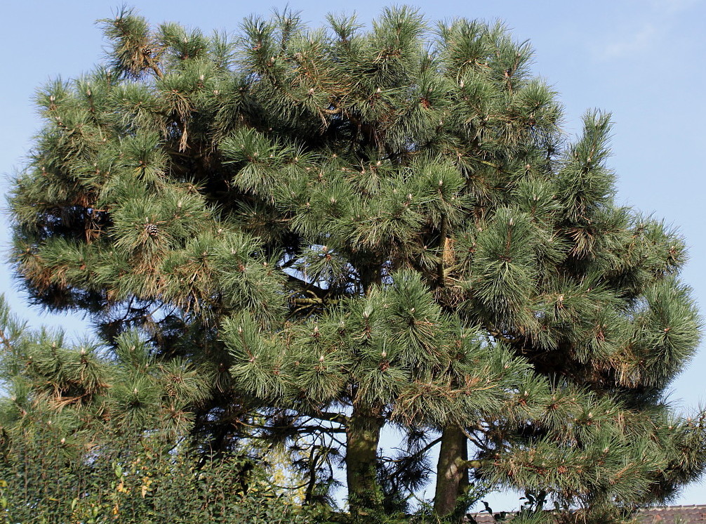 Изображение особи Pinus nigra.