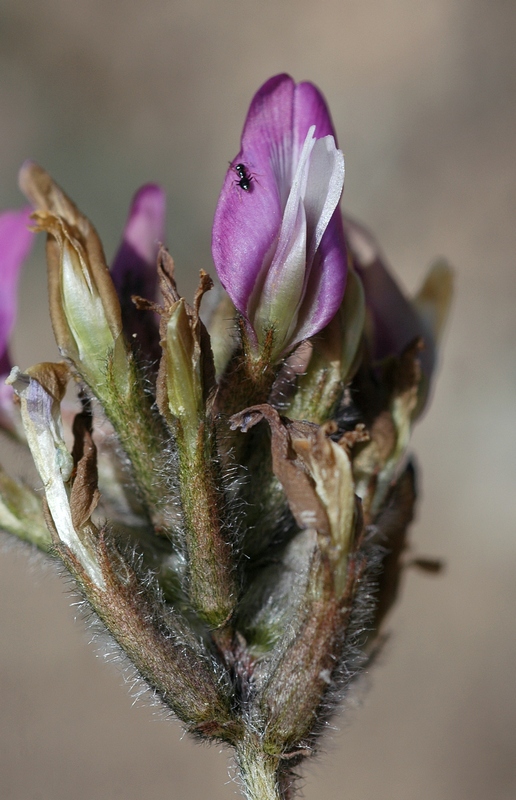 Image of Astragalus fedtschenkoanus specimen.