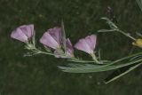 Convolvulus lineatus. Побег с цветками. Крым, Джанкойский р-н. 22.05.2012.