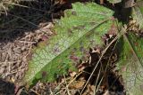 Verbascum ovalifolium. Лист, поражённый фитопатогенным микромицетом (предположительно, Ramularia). Ростовская обл., Неклиновский р-н, Носовское с/п, балка Носова. 08.09.2012.