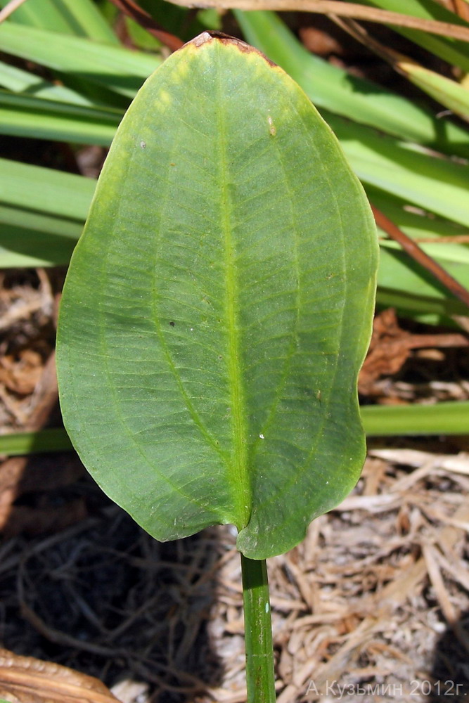 Изображение особи Alisma plantago-aquatica.