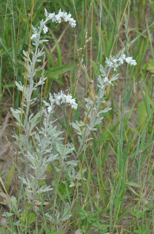 Image of Artemisia stelleriana specimen.