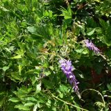 Wisteria sinensis