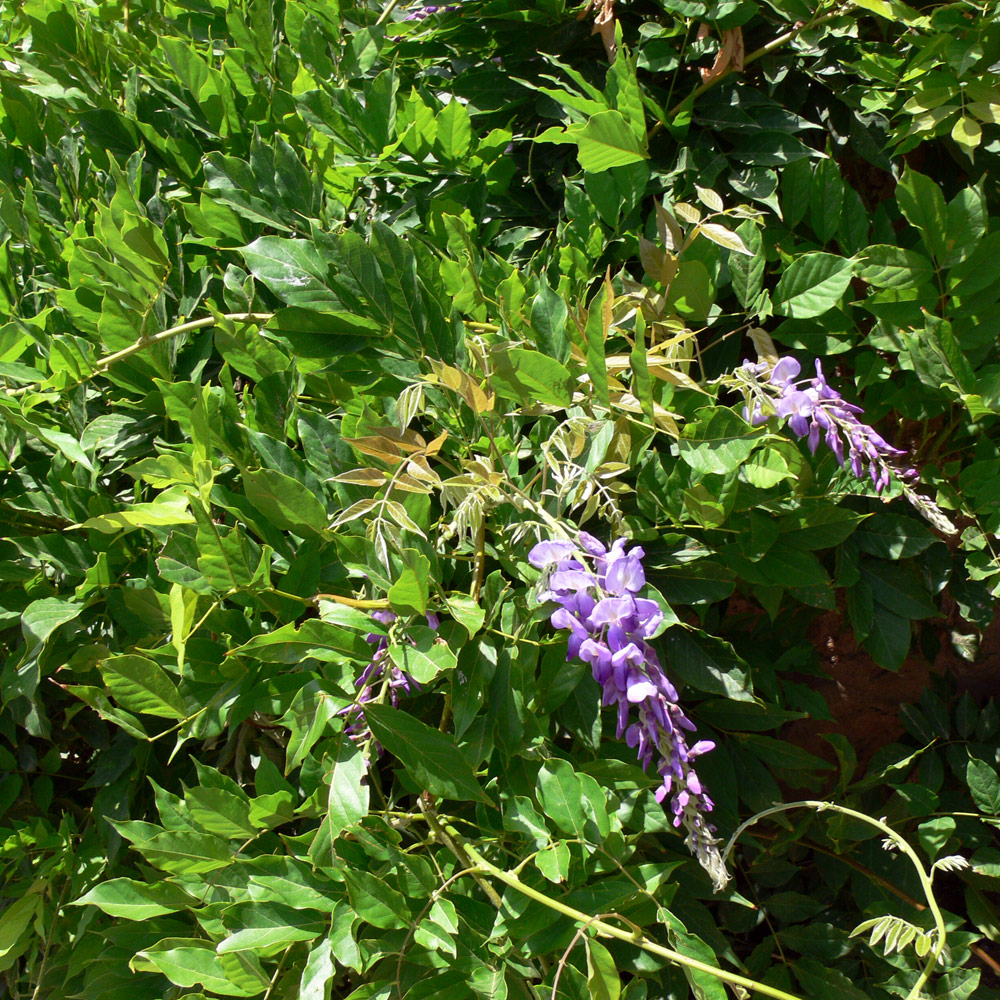 Изображение особи Wisteria sinensis.