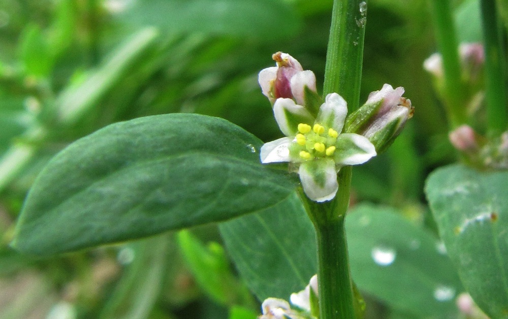 Изображение особи Polygonum aviculare.