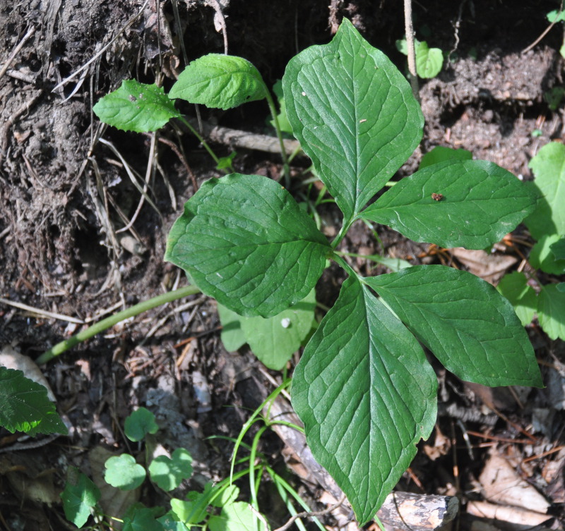 Image of Arisaema amurense specimen.