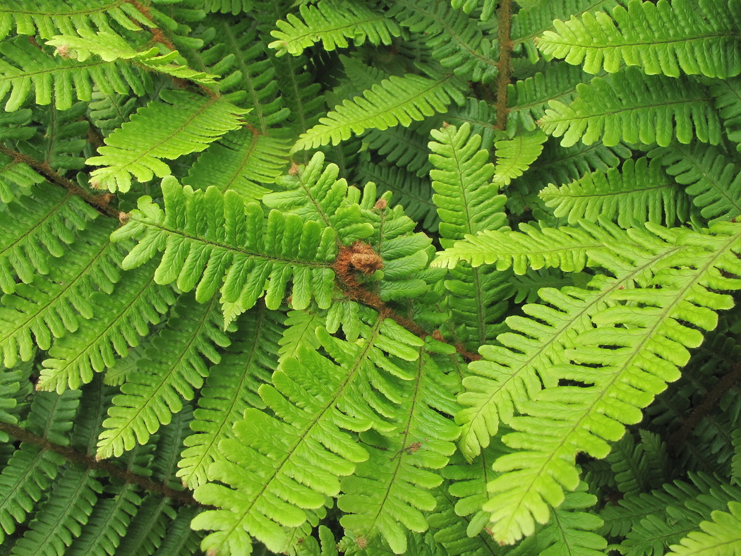 Image of Dryopteris crassirhizoma specimen.