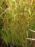 genus Juncus. Плодоносящие растения. Хабаровский край, Ванинский р-н, окр. пос. Высокогорный. 23.09.2012.