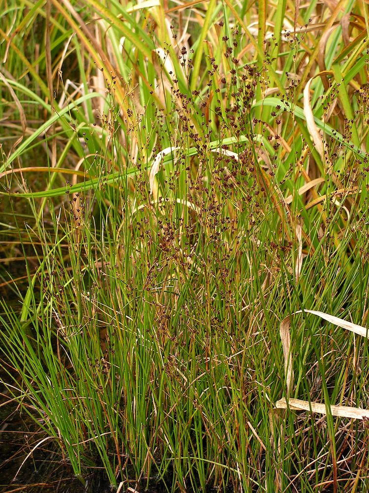 Image of genus Juncus specimen.