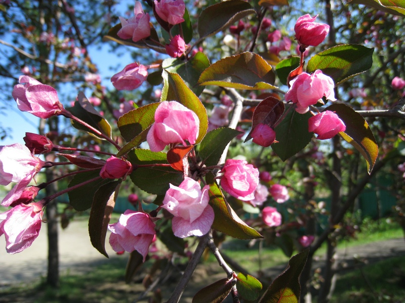 Изображение особи Malus niedzwetzkyana.