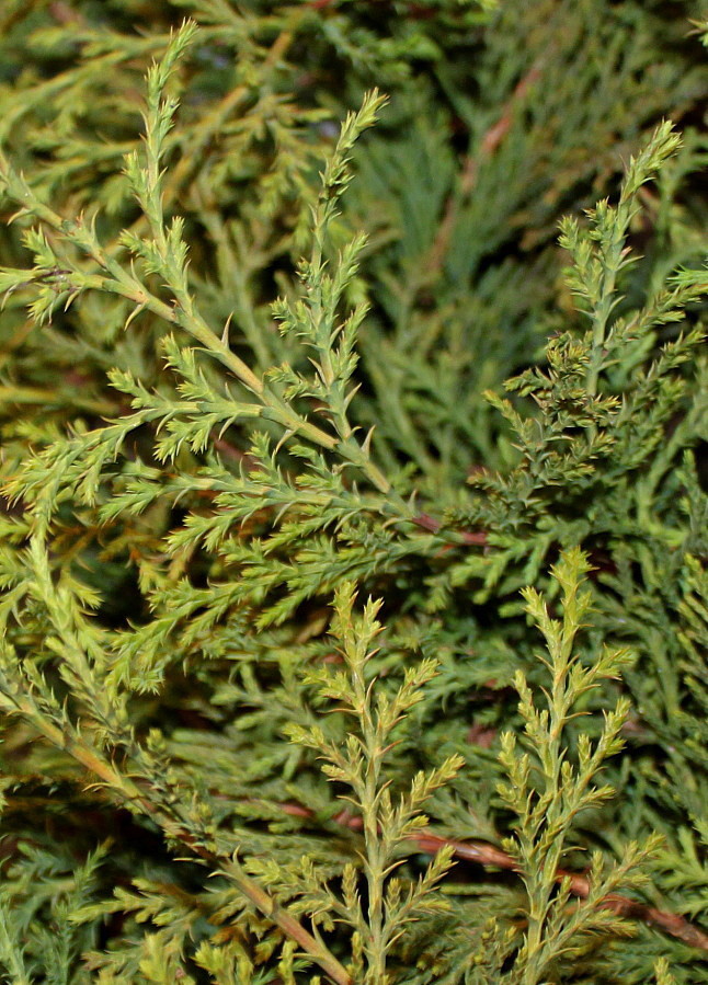 Image of Microbiota decussata specimen.