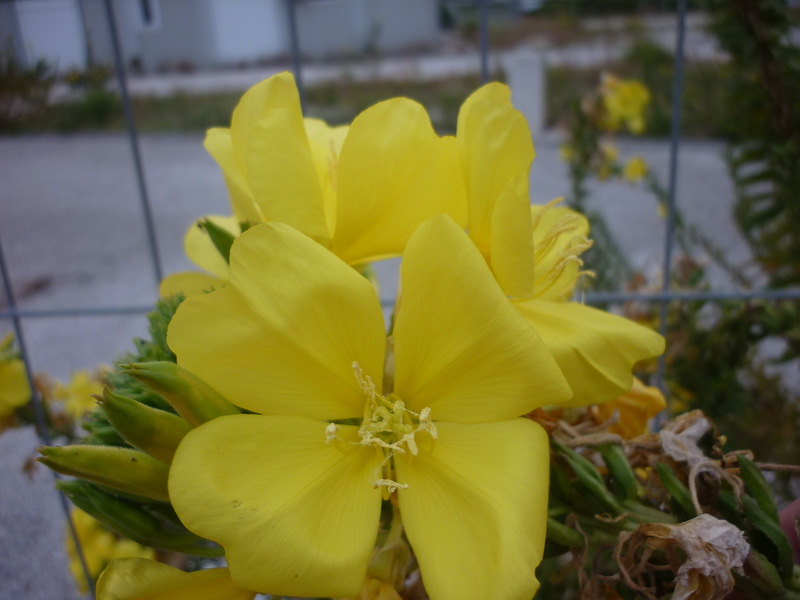 Image of genus Oenothera specimen.