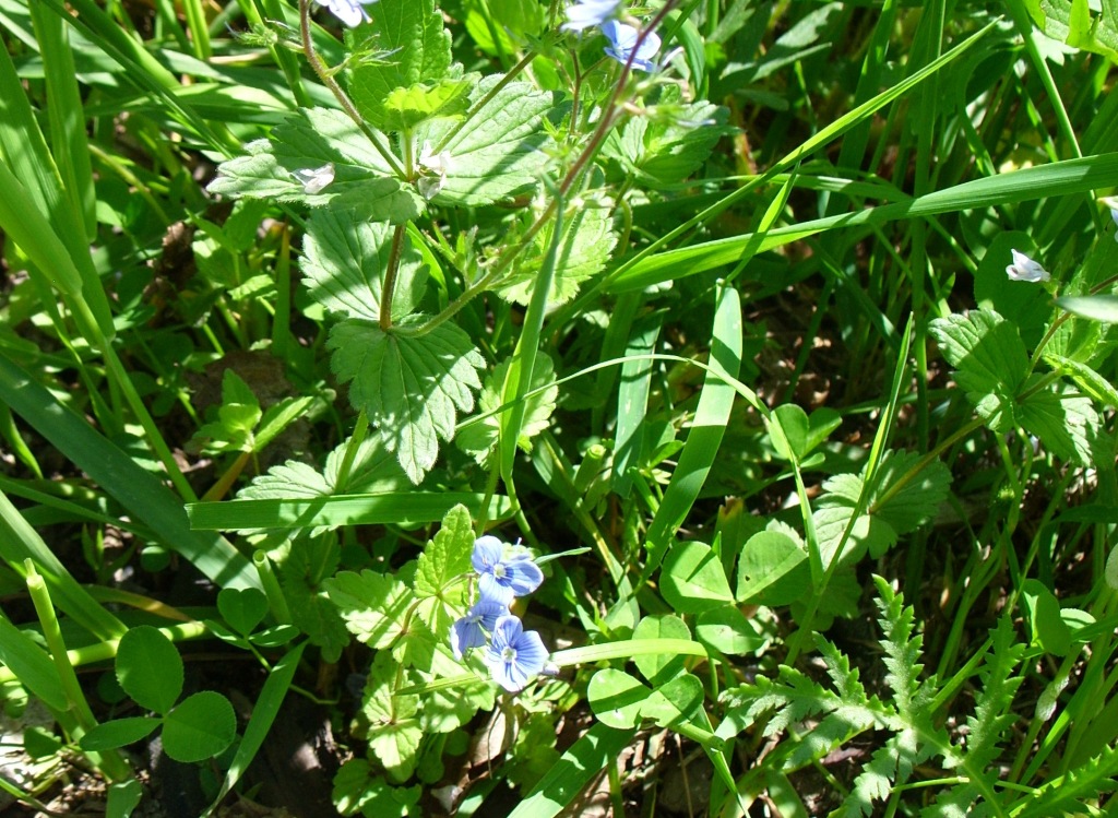 Image of Veronica chamaedrys specimen.