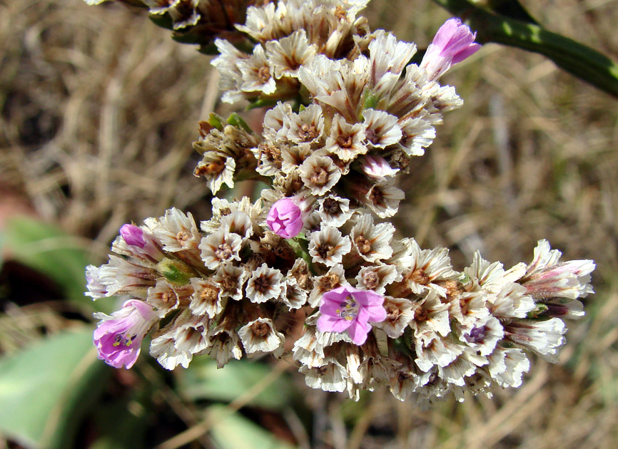 Изображение особи Goniolimon speciosum.