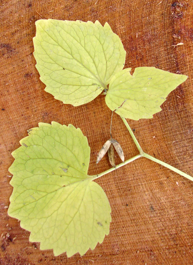 Image of Viola uniflora specimen.