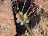 Monsonia heliotropioides