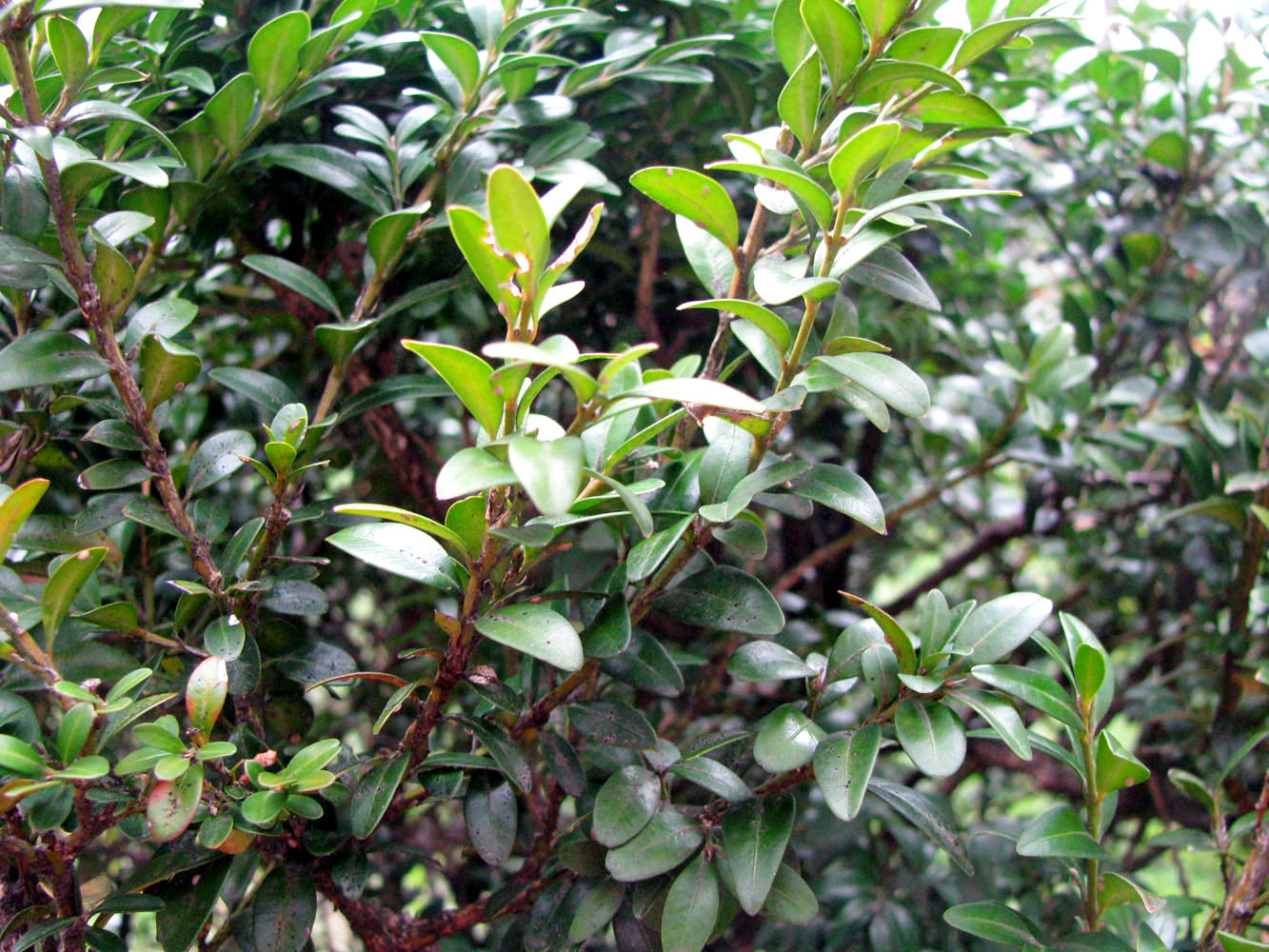 Image of Buxus colchica specimen.