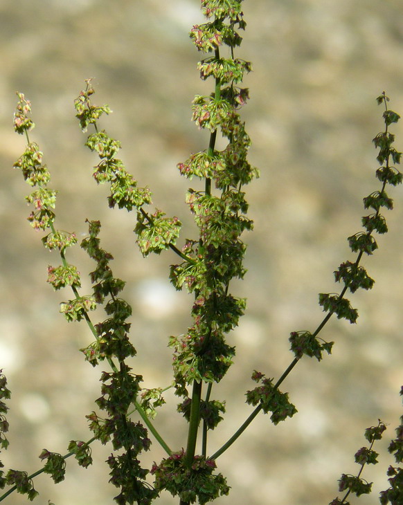 Image of Rumex obtusifolius specimen.